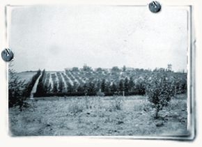 מטע הזיתים ושדרת הנשיקות – מראה מכיוון המושבה