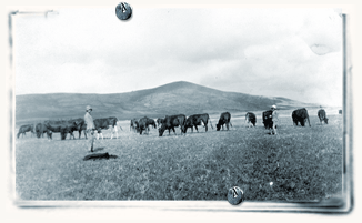 הפרות במרעה הטבעי סיפור הקואופרציה, מרחביה החצר הגדולה, מרכז מבקרים, המבצר הצלבני, אגודת השומר